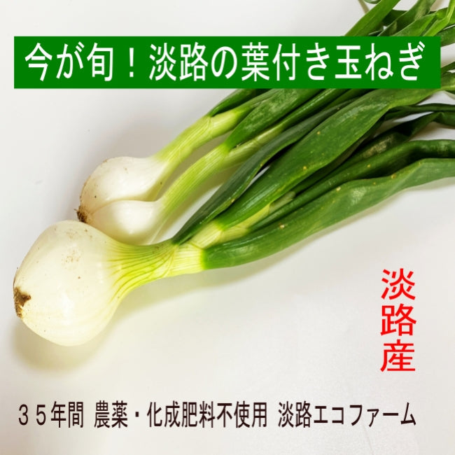 淡路の葉付き玉ねぎは甘くて、シャキシャキ!いろんな料理に使えます。