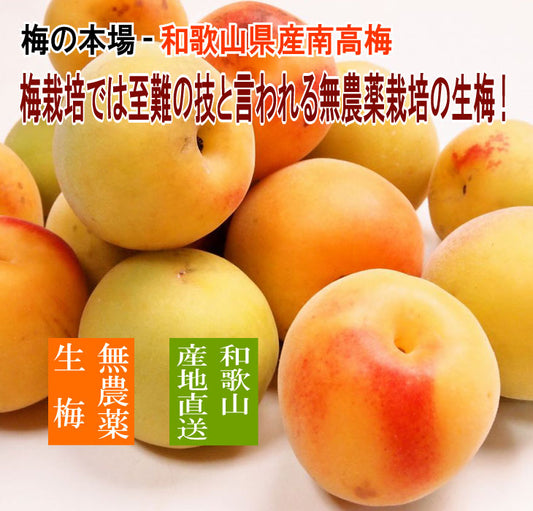 ●本場紀州 無農薬南高梅・黄梅 生うめ 南高梅 送料無料 数量・期間限定 自然栽培 和歌山 梅干し 手作り梅干し 自然栽培 梅干し用南高梅
