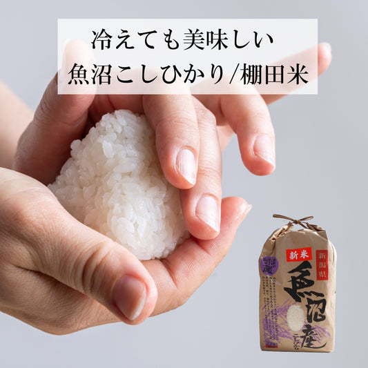 冷めても美味しいふっくら、もっちり、つやつやのお米 新潟産 魚沼こしひかり/白米 3kg、5kg、10kg 令和7年度産 沢水育ちの棚田米 新潟産 特別栽培 産地直送