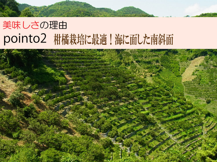 味香ん園の不知火(デコポン)5kg 有機減農薬 愛媛 産地直送 甘くて味の濃い みかんえん 皮はマーマレードやアロマバスにも!美味しいみかん デコポン