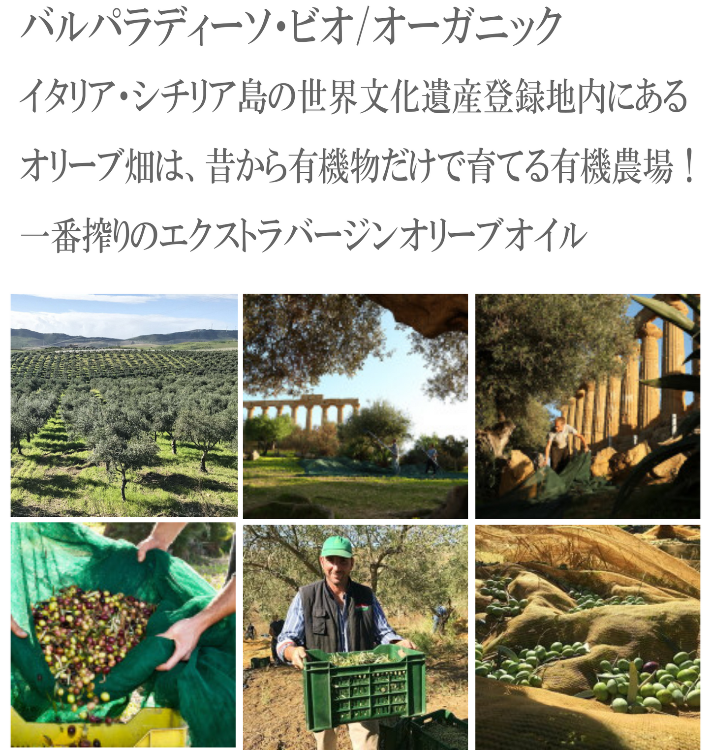 スパイシーな香りとまろやかな旨味 オーガニック エクストラバージンオリーブオイル 【ヴァルパラディーソビオ 】250ml 500ml 抗酸化作用抜群 一番搾りイタリア産 シチリア島 コールドプレス 酸度0.3以下 有機JAS 喜ばれるヘルシーな贈り