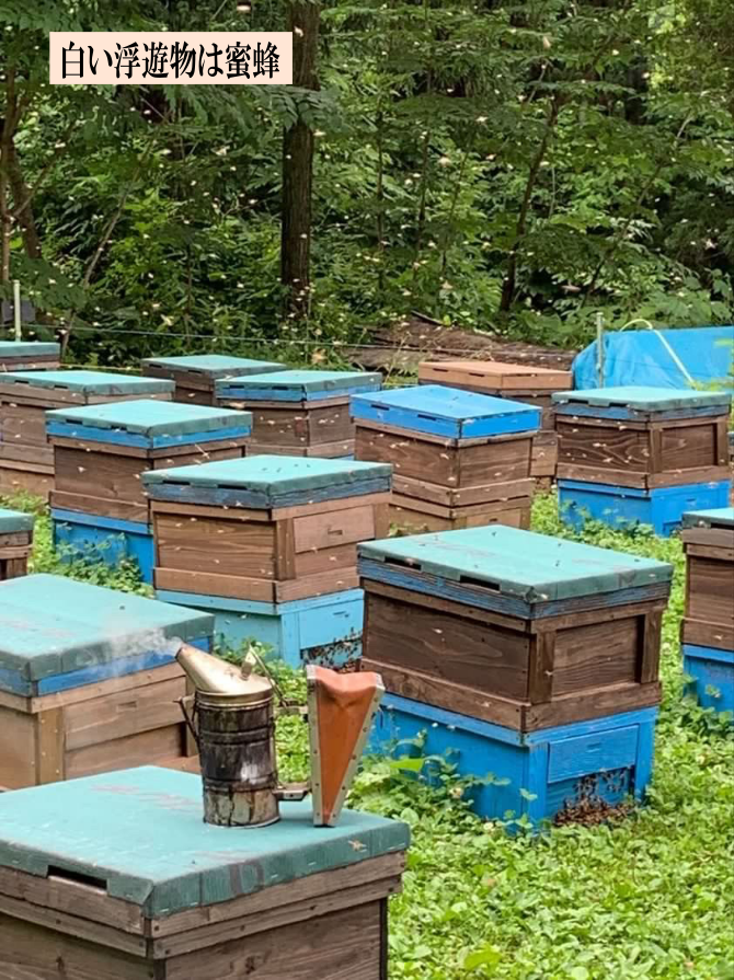 糖度78度以上 【国産 生はちみつートチ蜜】 秋田産 生蜜100% 天然 無加熱 無添加 産地直送 蜂屋甘味堂 アミノ酸 ミネラル 酵素 ヘルシー 健康 食品