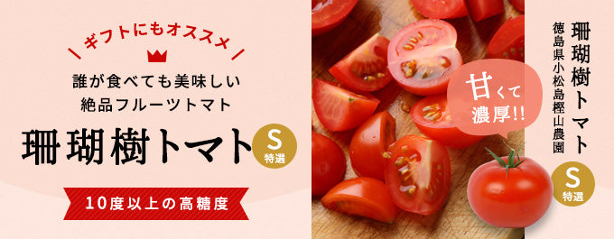 ギフトにもおすすめ。誰が食べても美味しい絶品フルーツトマト。珊瑚樹トマトS特選。10度以上の高糖度。徳島県小松島樫山農園