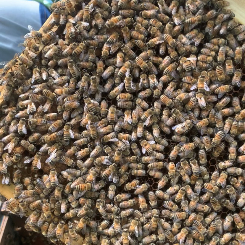 ミネラル豊富な生はちみつ!糖度78度以上 【国産 生はちみつーアカシア蜜】 秋田産 生蜜100% 天然 無加熱 無添加 産地直送 蜂屋甘味堂 アミノ酸 ミネラル 酵素 ヘルシー 健康 食品