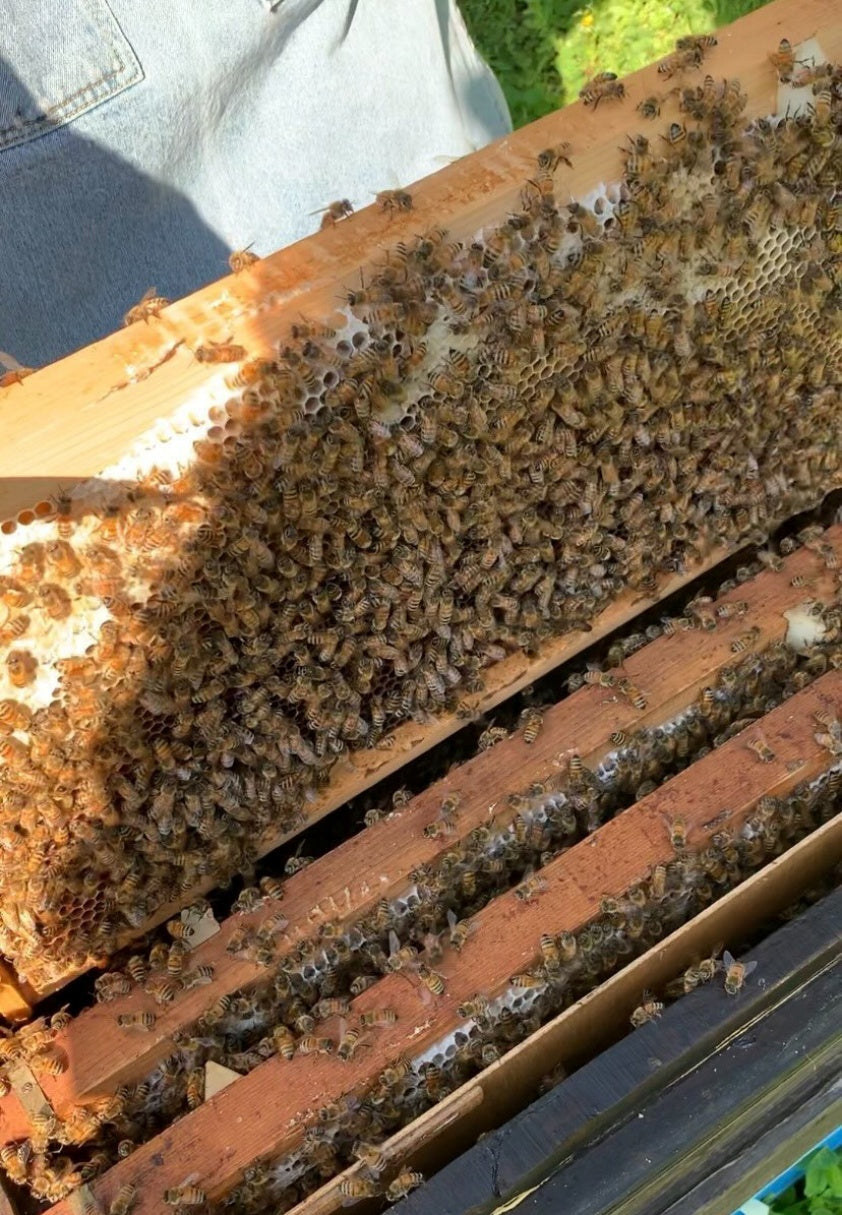ミネラル豊富な生はちみつ!糖度78度以上 【国産 生はちみつーアカシア蜜】 秋田産 生蜜100% 天然 無加熱 無添加 産地直送 蜂屋甘味堂 アミノ酸 ミネラル 酵素 ヘルシー 健康 食品