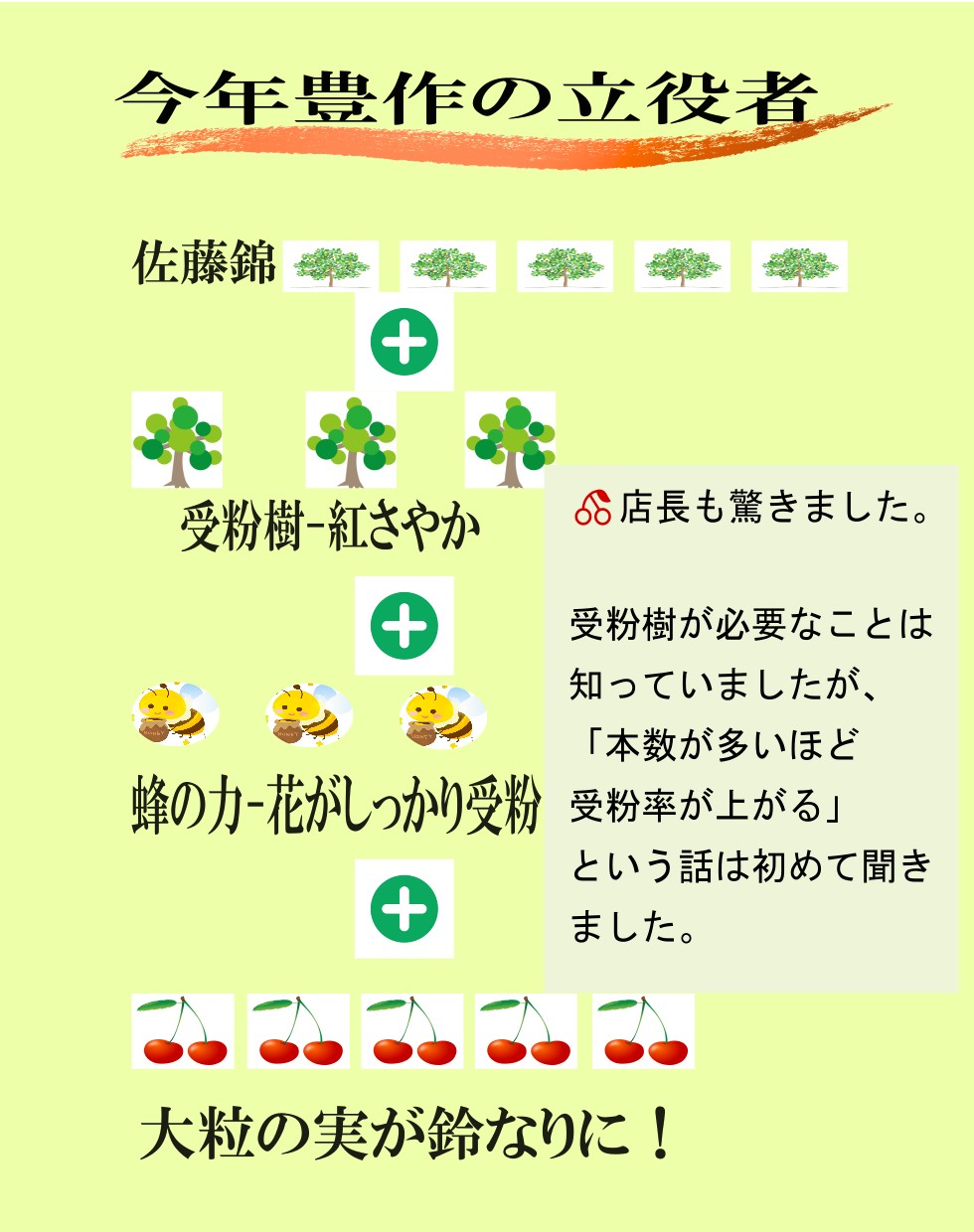 青森県産 さくらんぼ 佐藤錦 秀品 1kg L~2Lサイズ 農家直送 お中元 ギフト 83歳現役農家が育てた 数量限定 20年で最高の出来