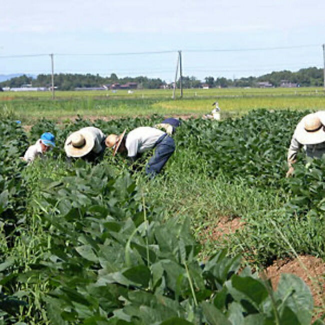 \お餅を食べて身体を温めよう/餅 切りもち総量1.7キロ~ 杵つき餅-彩りギフト6種類昔ながらの粘りのある無添加餅 国産減農薬もち米100%使用こがねもち わたぼうし 新潟県 農家の手作り餅 無添加