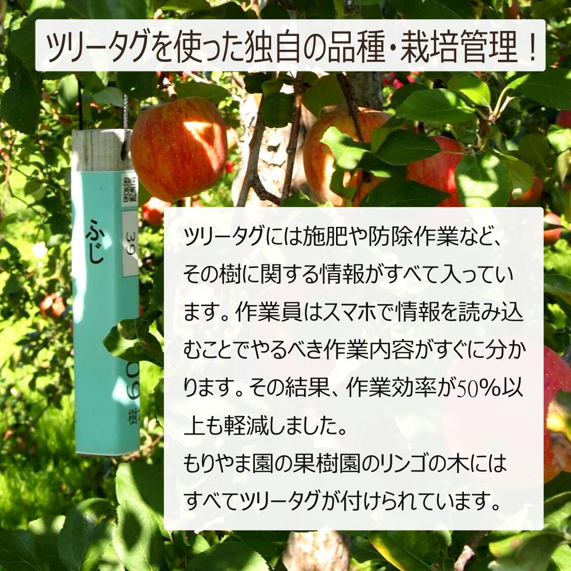 この爽やかさは病みつきになりそう! 【テキカカアップルソーダ―330ml×6本入り 】青森無農薬摘果林檎使用 リンゴポリフエノール ノンアル飲料 アウトドア ホームパーティーに大人気