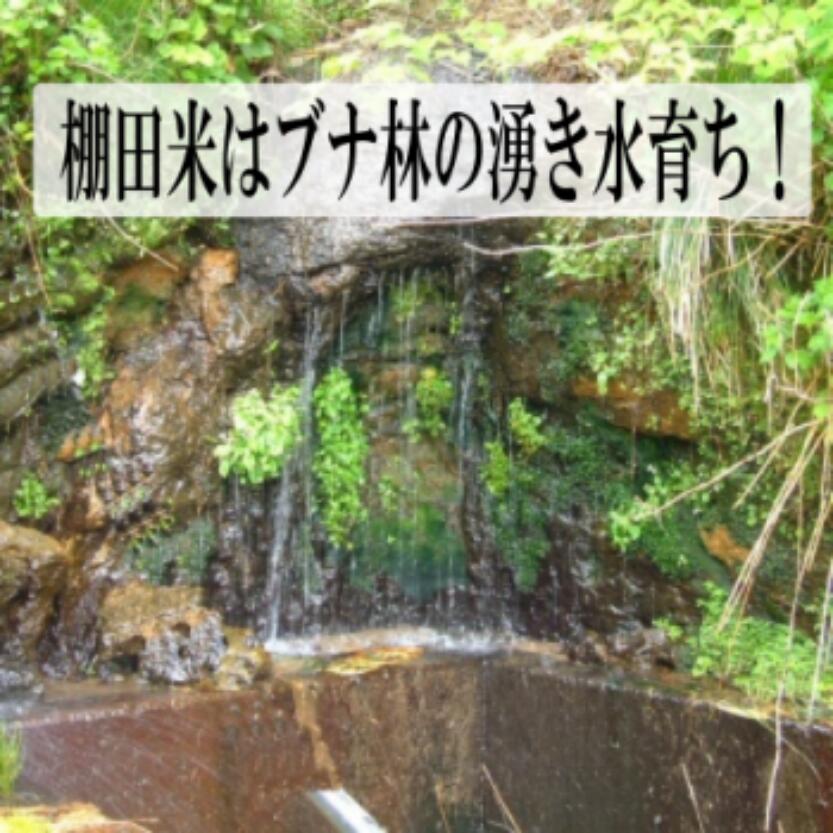 新米 令和7年度産 新潟産 魚沼こしひかり/玄米 3kg, 5kg、10kg 沢水育ちの棚田米 特別栽培 甘くてツヤツヤ