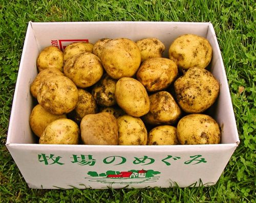 有機JAS 無農薬 じゃがいも 箱根牧場  北海道の有機ジャガイモ10kg  甘くてホックホク 有機JAS ホックホク 甘い 煮込み料理 ポテト  産地直送 箱根牧場