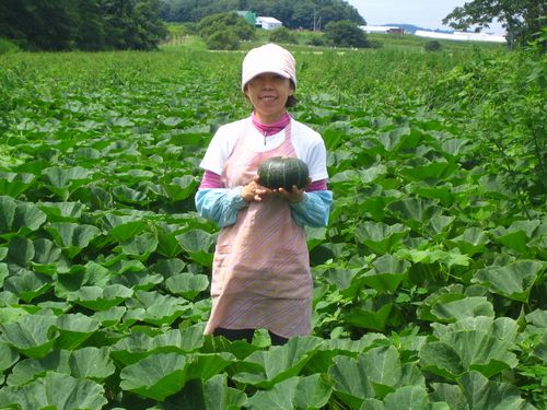 12月末までのお届け 北海道の有機玉ねぎ・じゃがいも・南瓜セット約7kgセット 玉ねぎ ジャガイモ 南瓜 箱根牧場 ハンバーグ 皮 スープ 12月下旬まで