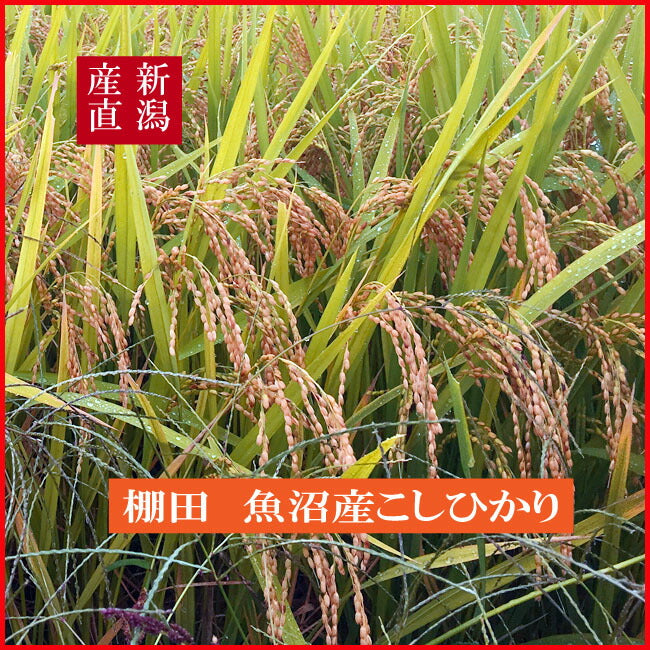 新米 令和7年度産 新潟産 魚沼こしひかり/玄米 3kg, 5kg、10kg 沢水育ちの棚田米 特別栽培 甘くてツヤツヤ