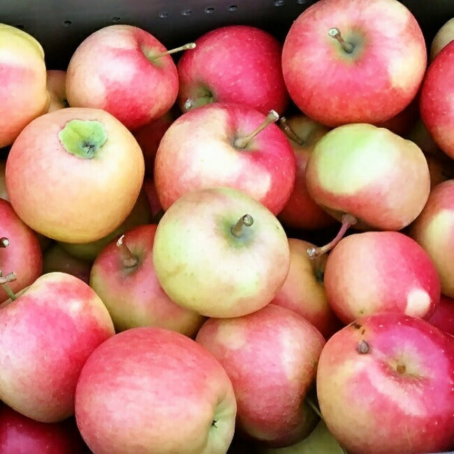 パンフルートの手作りアップルパイ 自家製煮りんご使用 甘さ控えめ バターたっぷりサクサクパイ  埼玉 産地直送 夏場はクール配送