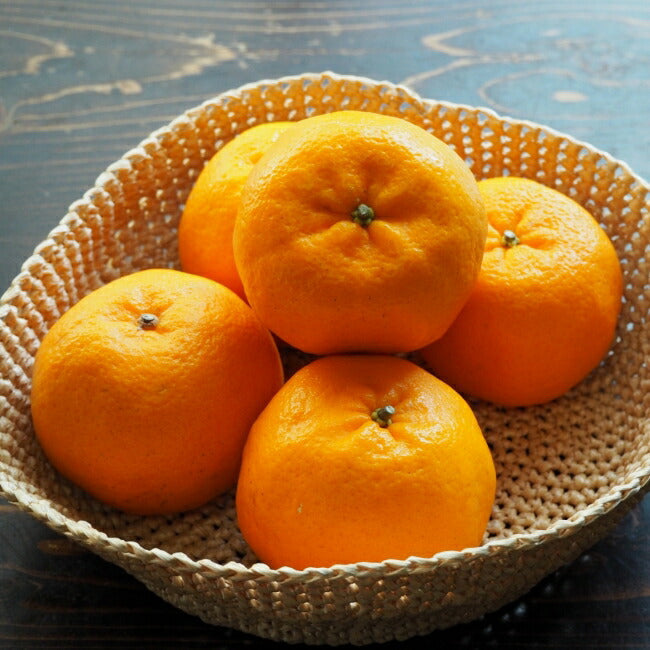 数量限定! 味香ん園の無農薬ぽんかん5kg 愛媛 みかん 有機減農薬栽培 甘くてジューシーポンカン 産地直送 農薬不使用 数量期間限定品