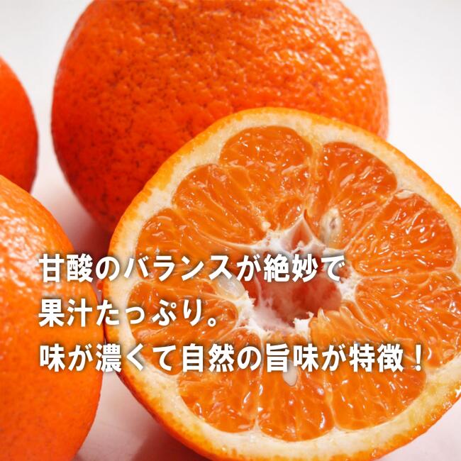数量限定!5kg×10箱のみ!甘いみかん 味香ん園の有機減農薬伊予柑 5kg (16~23玉)甘味と酸味のバランス最高 味の濃いいよかん 皮までまるごと使えるエコフルーツ 無農薬 ノーワックス 皮はマーマレード 期間・数量限定