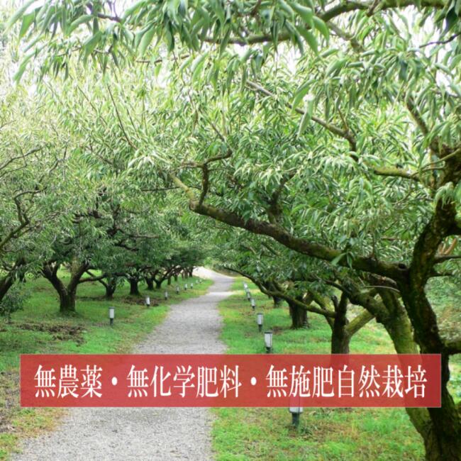 南高梅 無添加梅干しのねり梅/120g×3本 天日塩漬け 無農薬 無化学肥料自然栽培 紀州産南高梅 梅干し