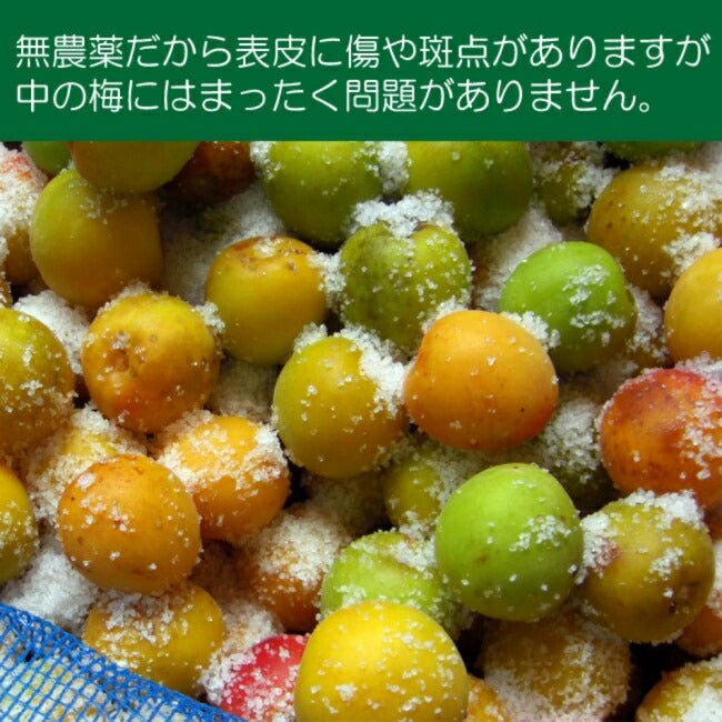 南高梅 無添加梅干しのねり梅/120g×3本 天日塩漬け 無農薬 無化学肥料自然栽培 紀州産南高梅 梅干し