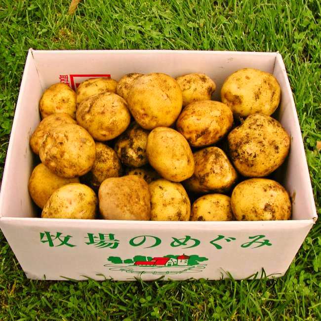 柔らかくてホックホク!北海道の有機じゃがいも 5kg【有機JAS】オーガニック 【じゃがいも】【玉ねぎ】【男爵】ホクホク 柔らかい とろける旨さ 北海道より産地直送