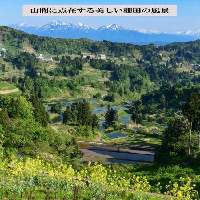 新米 令和7年度産 新潟産 魚沼こしひかり/玄米 3kg, 5kg、10kg 沢水育ちの棚田米 特別栽培 甘くてツヤツヤ