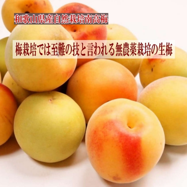 夏のミネラル補給 無添加  【自然栽培 南高梅の無添加ねり梅】120g×3本 天日塩だけで漬けたねり梅 チューブ入り 国産 塩分18％ 和歌山県産  南高梅 自然栽培南高梅  疲労回復 クエン酸  梅醤番茶 簡単