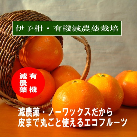 数量限定！５kg×10箱のみ！甘いみかん 味香ん園の有機減農薬伊予柑 5kg （16～23玉）甘味と酸味のバランス最高 味の濃いいよかん 皮までまるごと使えるエコフルーツ 無農薬 ノーワックス  皮はマーマレード 期間・数量限定