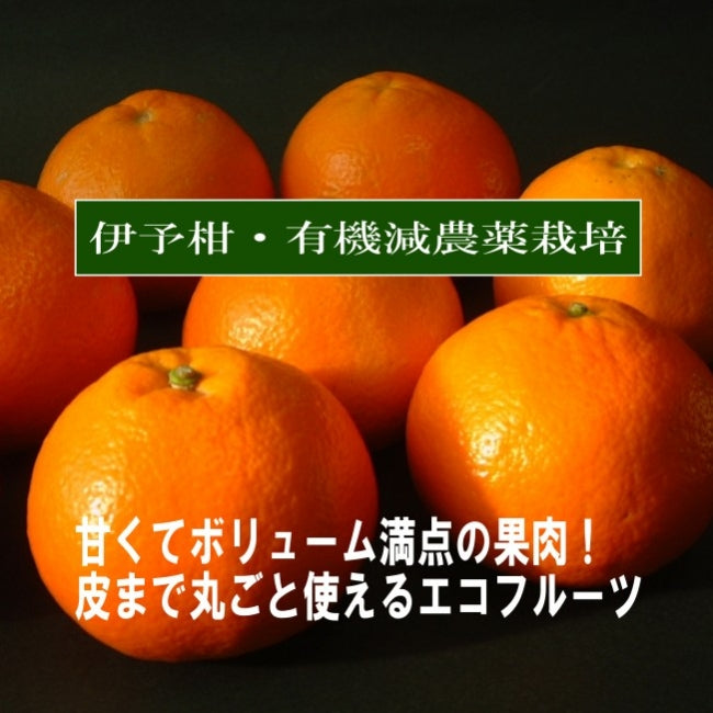 数量限定！５kg×10箱のみ！甘いみかん 味香ん園の有機減農薬伊予柑 5kg （16～23玉）甘味と酸味のバランス最高 味の濃いいよかん 皮までまるごと使えるエコフルーツ 無農薬 ノーワックス  皮はマーマレード 期間・数量限定