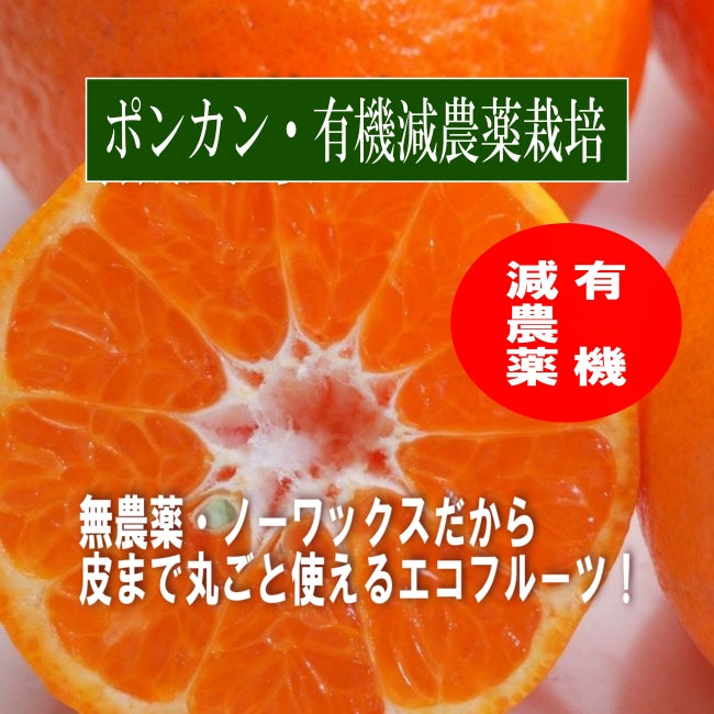 数量限定！ 味香ん園の無農薬ぽんかん5kg 愛媛 みかん 有機減農薬栽培 甘くてジューシーポンカン 産地直送 農薬不使用 数量期間限定品
