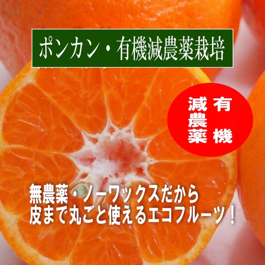 数量限定！ 味香ん園の無農薬ぽんかん5kg 愛媛 みかん 有機減農薬栽培 甘くてジューシーポンカン 産地直送 農薬不使用 数量期間限定品