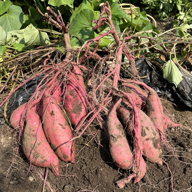 【有機JAS さつまいも/紅はるか 】有機JAS オーガニック 青森県産 無農薬 自然栽培 キュアリング（追熟）済みで甘くてトロトロ 産地直送 【一部地域以外は送料無料】