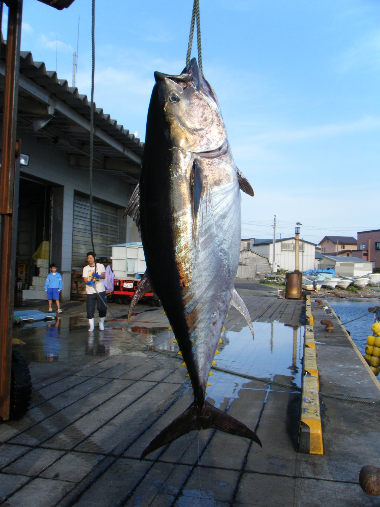 青森県 大間の天然本まぐろ 赤身、中トロ、大トロのセットー晩酌と食べ比べの2種類