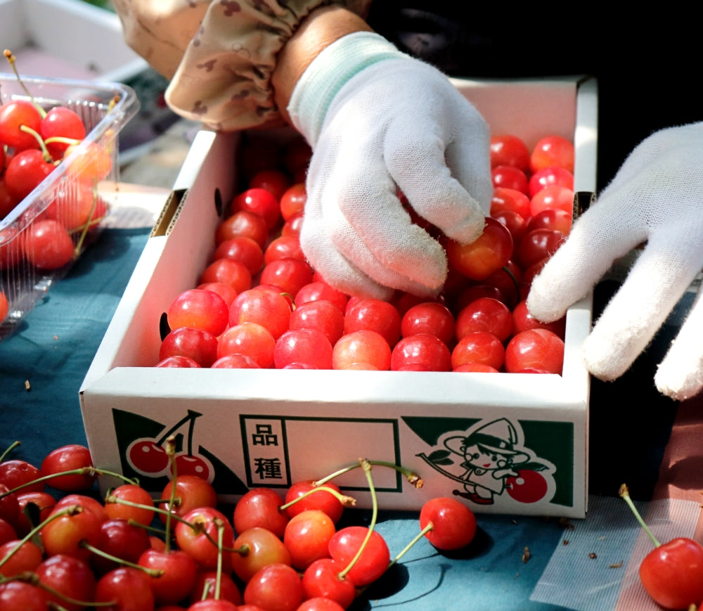 今シーズンは終了しました。夏ギフト 大切な方への贈り物 青森県産 さくらんぼ 佐藤錦 秀品 1kg L～2Lサイズ 農家直送 お中元 ギフト 83歳現役農家が育てた 数量限定 20年で最高の出来