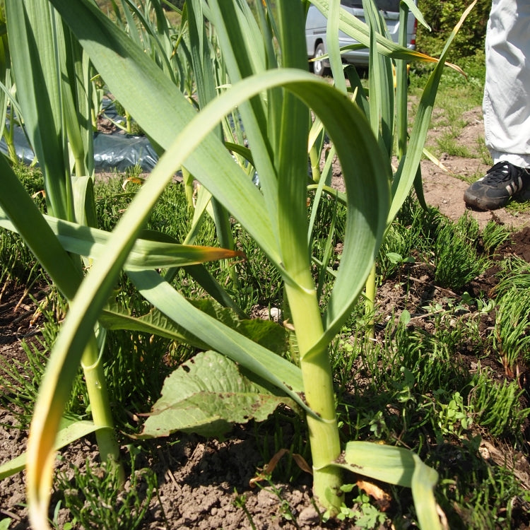 青森県産 南部町【沖田農園のにんにく1kg /Lサイズ】福地ホワイト六辺種 旨さが違う  ギフト