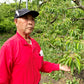 青森県産 さくらんぼ 佐藤錦 秀品 1kg L～2Lサイズ 農家直送 お中元 ギフト 83歳現役農家が育てた 数量限定 20年で最高の出来