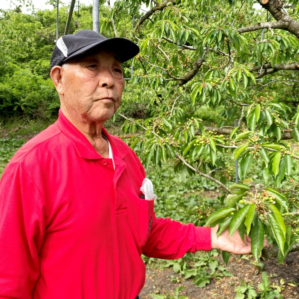 青森県産 さくらんぼ 佐藤錦 秀品 1kg L～2Lサイズ 農家直送 お中元 ギフト 83歳現役農家が育てた 数量限定 20年で最高の出来