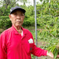 青森県産 さくらんぼ 佐藤錦 秀品 1kg L～2Lサイズ 農家直送 お中元 ギフト 83歳現役農家が育てた 数量限定 20年で最高の出来