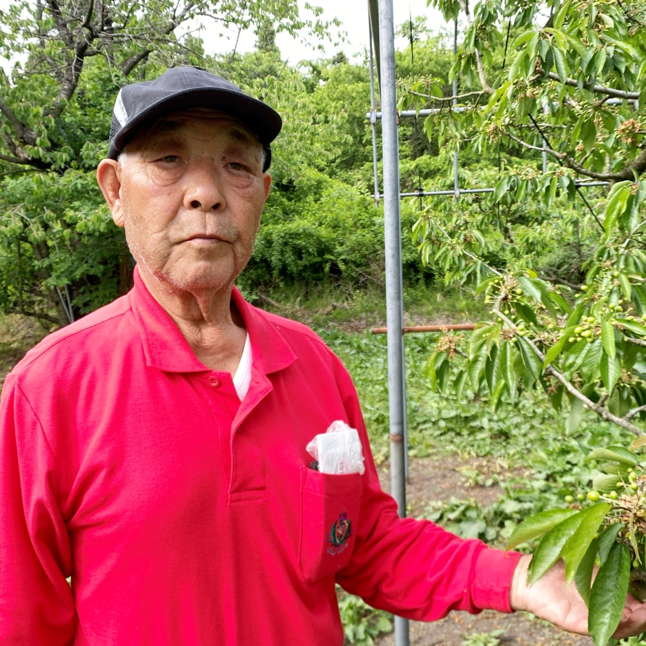 青森県産 さくらんぼ 佐藤錦 秀品 1kg L～2Lサイズ 農家直送 お中元 ギフト 83歳現役農家が育てた 数量限定 20年で最高の出来