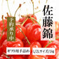 青森県産 さくらんぼ 佐藤錦 秀品 1kg L～2Lサイズ 農家直送 お中元 ギフト 83歳現役農家が育てた 数量限定 20年で最高の出来