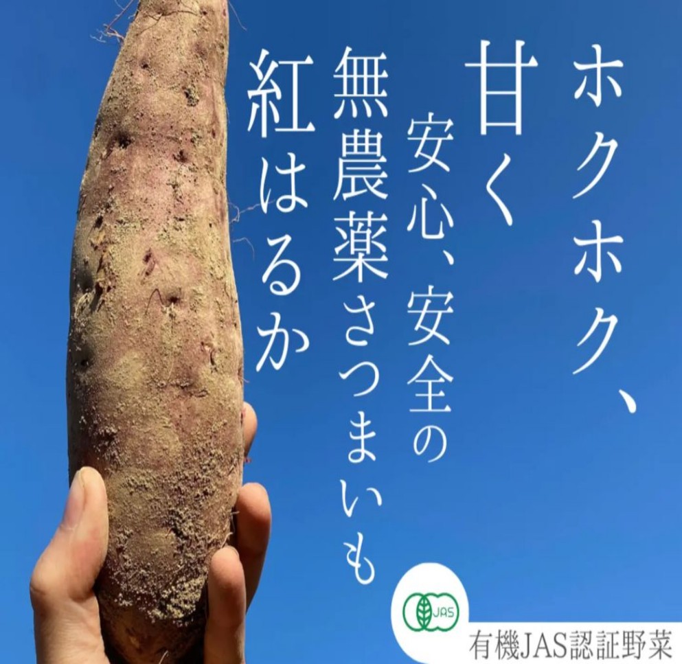 冬の野菜