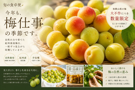 残りわずかです。本場和歌山の訳あり無農薬南高梅-生梅 酵素ジュース 梅ジュース 梅ジャム 自然栽培