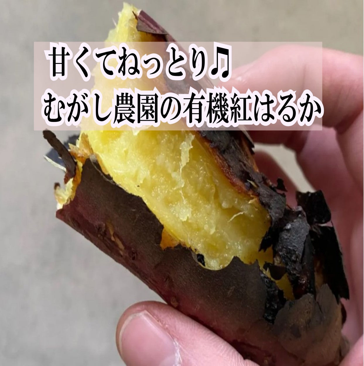12月よりスタート！【有機JAS さつまいも/紅はるか 】有機JAS オーガニック 青森県産 無農薬 自然栽培 キュアリング（追熟）済みで甘くてトロトロ 産地直送