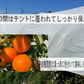 5月よりスタート予定！ 【スーパー柑橘-農６】【岩武果樹園の甘くて美味しい高機能みかん】有田みかん 高糖度 みかん ミカン 甘い ジューシー エコファーマー (減農薬）レピレチン／β-クリプトキサンチン／タンゲレチン など