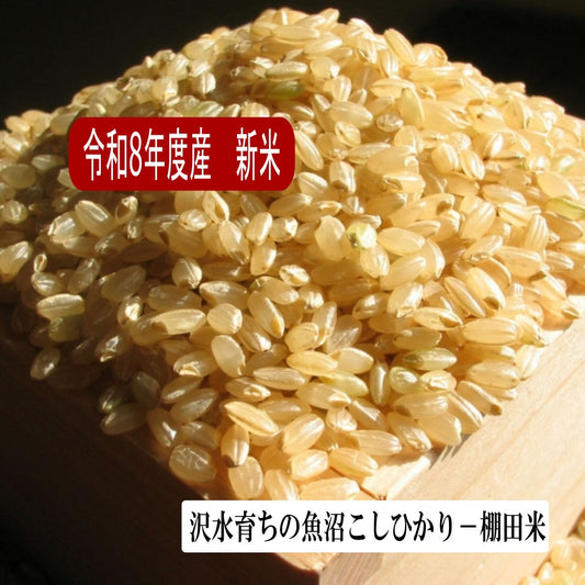 令和8年度産 新潟産 魚沼こしひかり/玄米 3kg, 5kg、10kg 沢水育ちの棚田米 特別栽培 甘くてツヤツヤ