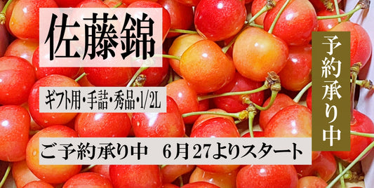 青森県産 さくらんぼ 佐藤錦 秀品 1kg L～2Lサイズ 農家直送 お中元 ギフト 83歳現役農家が育てた 数量限定 20年で最高の出来