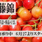 青森県産 さくらんぼ 佐藤錦 秀品 1kg L～2Lサイズ 農家直送 お中元 ギフト 83歳現役農家が育てた 数量限定 20年で最高の出来