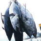 【大間の天然本マグロ  】天然クロマグロ 青森県 大間から産地直送  漁師直送  赤身、中トロ、大トロ、食べ比べセット、晩酌セットの5種類から選べる 【一部地域（九州・沖縄・離島は送料別途】