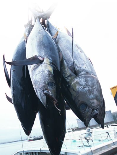 【大間の天然本マグロ  】天然クロマグロ 青森県 大間から産地直送  漁師直送  赤身、中トロ、大トロ、食べ比べセット、晩酌セットの5種類から選べる 【一部地域（九州・沖縄・離島は送料別途】