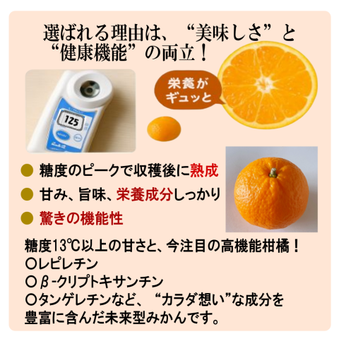 初夏にたどり着く スーパー柑橘-農６（のうろく） 岩武果樹園の高機能みかん 期日指定・数量限定 お早めにどうぞ