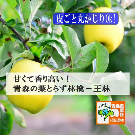 甘みと香りの林檎の王様!青森葉とらず林檎 りんご !甘~い王林 酸味が少ない お子様に大人気 葉とらず林檎 皮ごと食べられる 青森県特別栽培認定 減農薬栽培 産地直送