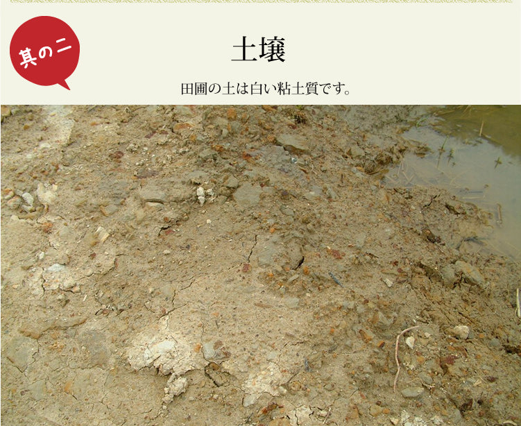 新米 令和7年度産 新潟産  魚沼こしひかり/白米 3kg、5kg、10kg 沢水育ちの棚田米 特別栽培 甘くてツヤツヤ