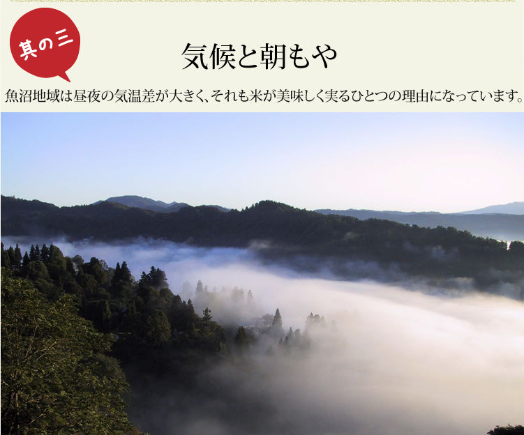 新米 令和7年度産 新潟産  魚沼こしひかり/白米 3kg、5kg、10kg 沢水育ちの棚田米 特別栽培 甘くてツヤツヤ